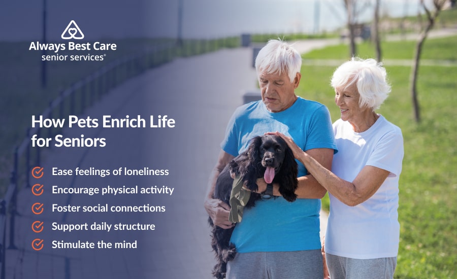 Pets for Seniors: Benefits & How To Choose the Ideal Pet